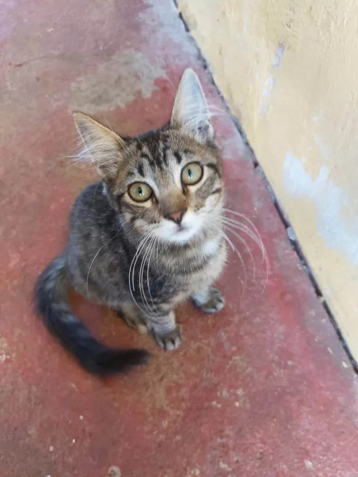 Gato ra a SRD-ViraLata idade 2 a 6 meses nome Sem nome definido 