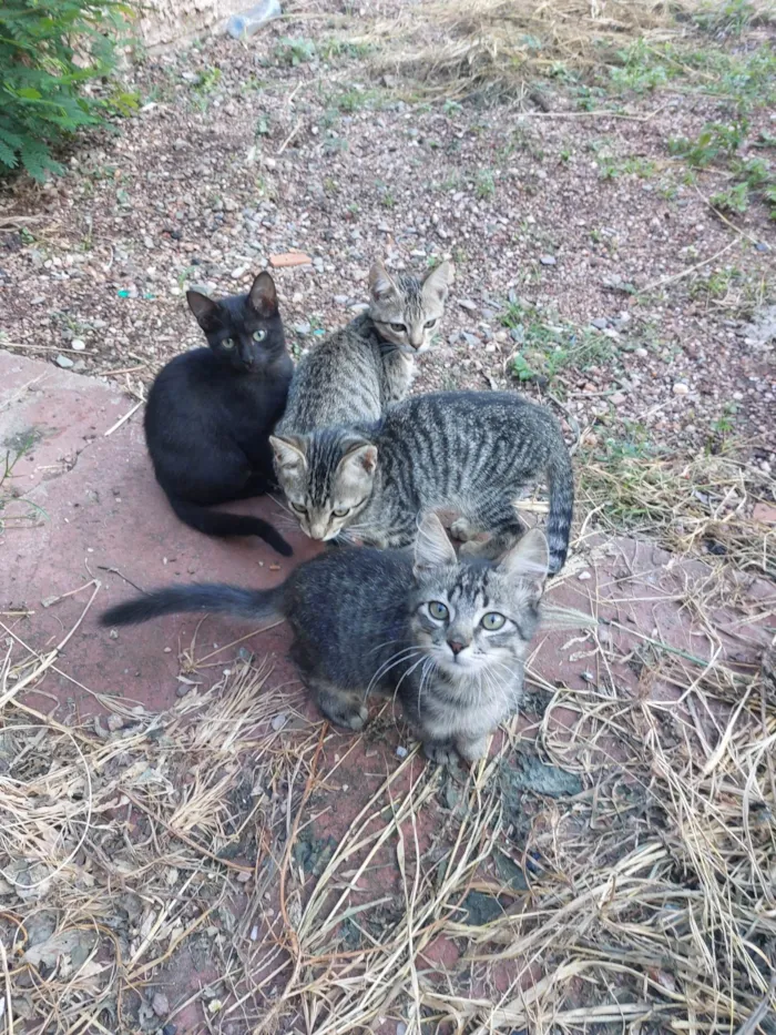 Gato ra a SRD-ViraLata idade 2 a 6 meses nome Sem nome definido 
