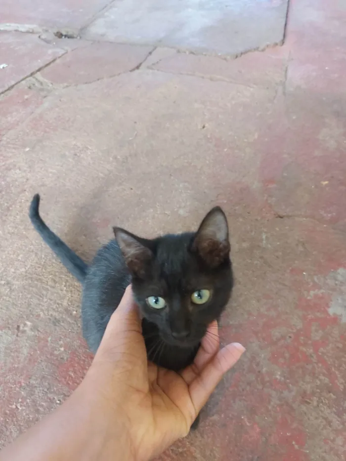 Gato ra a SRD-ViraLata idade 2 a 6 meses nome Sem nome definido 