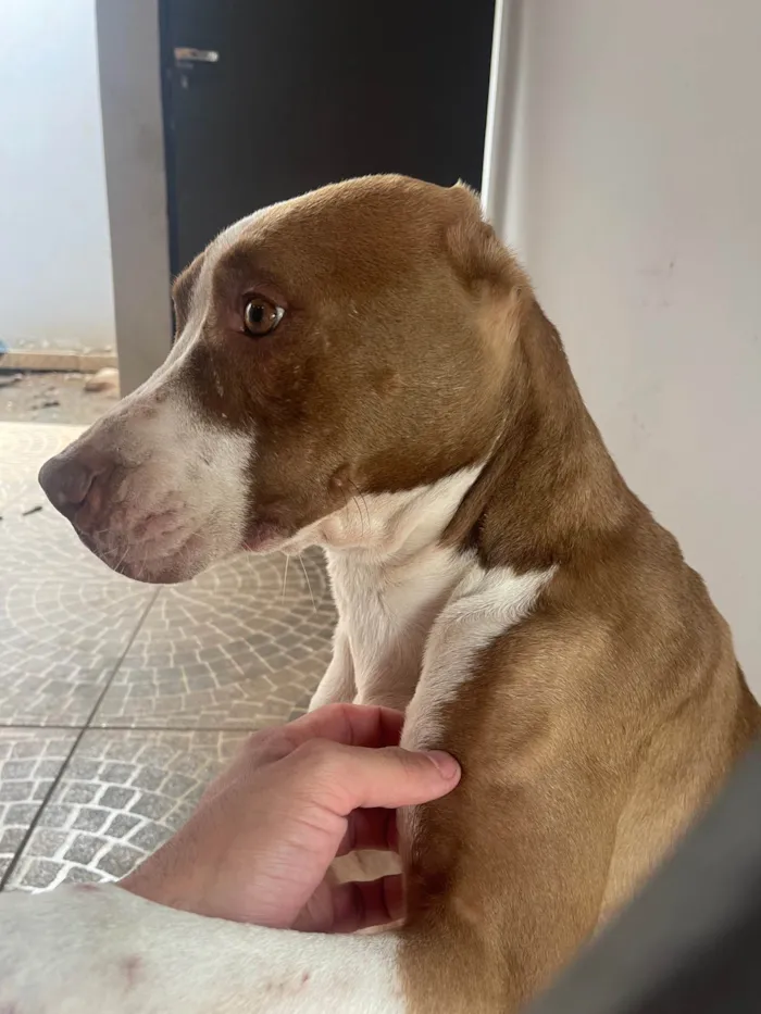 Cachorro ra a Pit-Bull idade 2 anos nome Hades