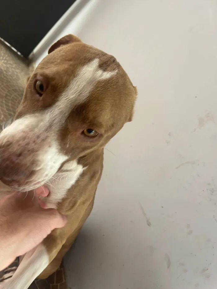 Cachorro ra a Pit-Bull idade 2 anos nome Hades
