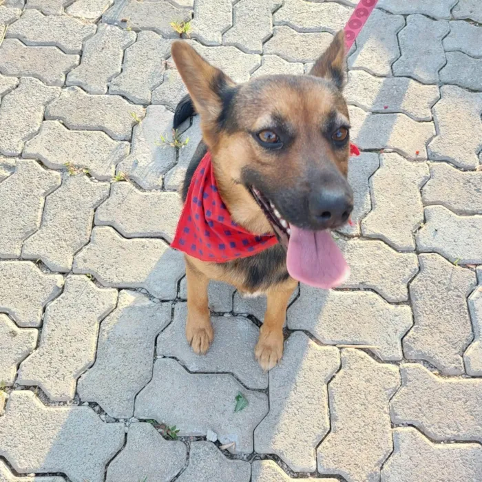 Cachorro ra a Pastor Alemão (mestiça) idade 2 anos nome Pipoca