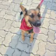 Pipoca