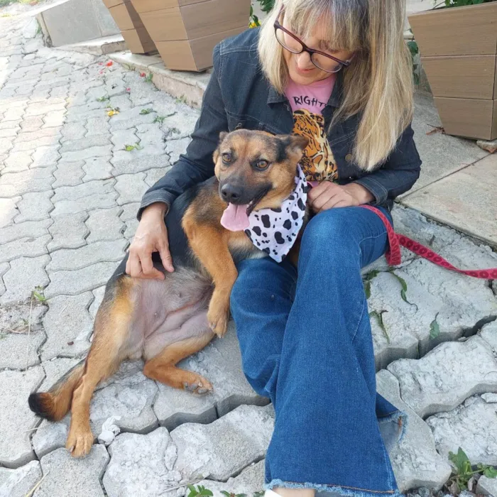 Cachorro ra a Pastor Alemão (mestiça) idade 2 anos nome Pipoca