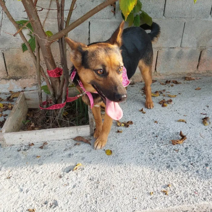 Cachorro ra a Pastor Alemão (mestiça) idade 2 anos nome Pipoca