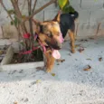 Pipoca