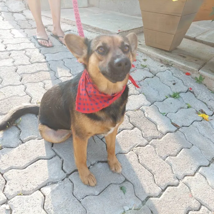 Cachorro ra a Pastor Alemão (mestiça) idade 2 anos nome Pipoca