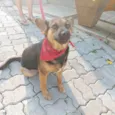 Pipoca