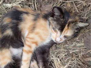 Gato raça SRD-ViraLata idade 2 a 6 meses nome Vega