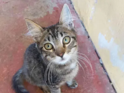 Gato raça SRD-ViraLata idade 2 a 6 meses nome Sem nome definido 