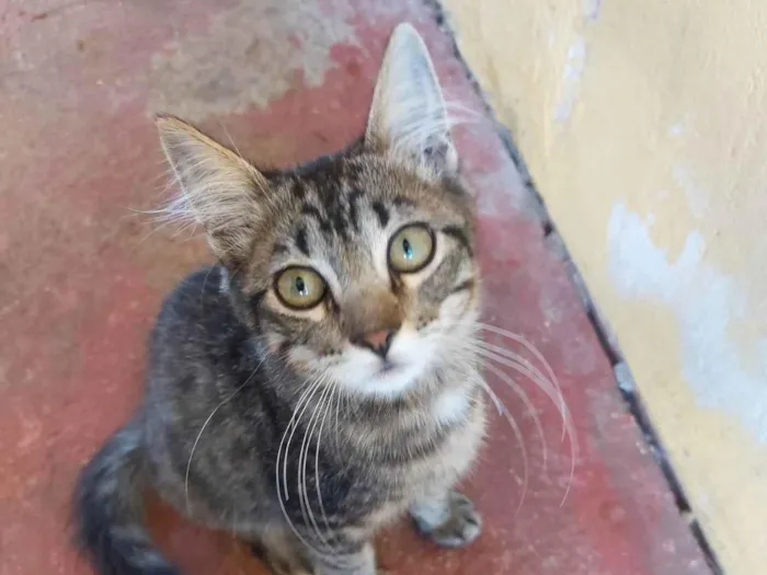 Gato ra a SRD-ViraLata idade 2 a 6 meses nome Sem nome definido 