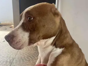 Cachorro raça Pit-Bull idade 2 anos nome Hades