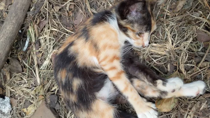 Gato ra a SRD-ViraLata idade 2 a 6 meses nome Vega