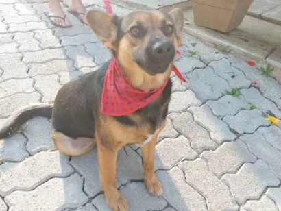 Cachorro raça Pastor Alemão (mestiça) idade 2 anos nome Pipoca