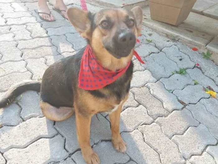 Cachorro ra a Pastor Alemão (mestiça) idade 2 anos nome Pipoca
