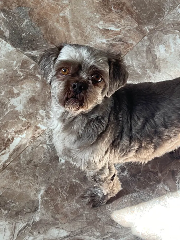 Cachorro ra a Shitzu idade 5 anos nome Iron
