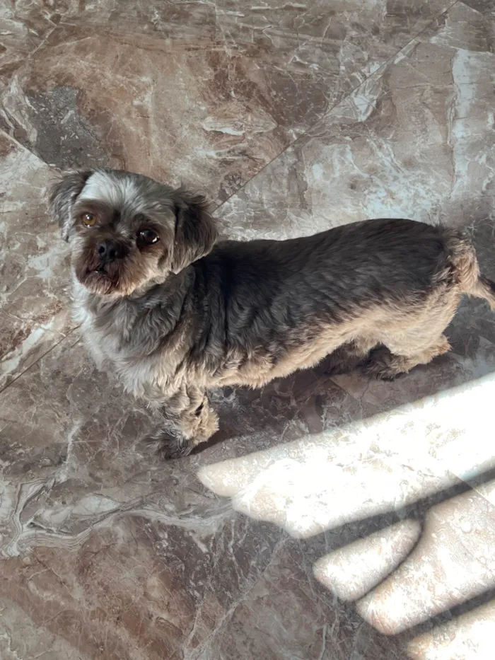 Cachorro ra a Shitzu idade 5 anos nome Iron