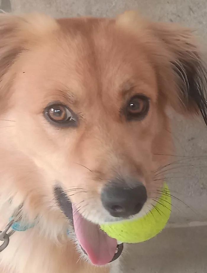 Cachorro ra a SRD-ViraLata idade 5 anos nome Aventura 