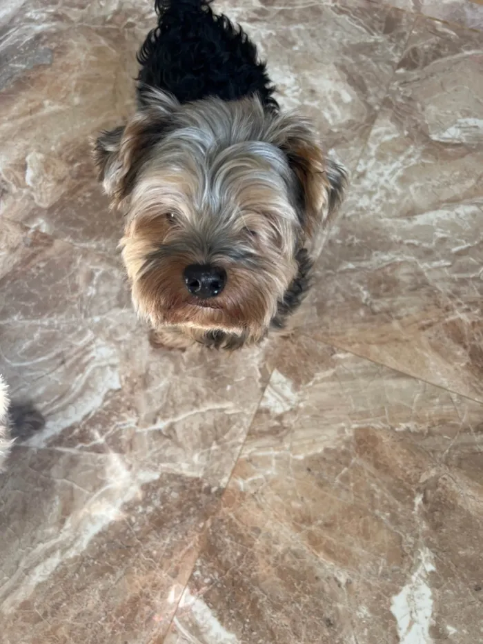 Cachorro ra a Yorkshire idade 6 ou mais anos nome Ozzy