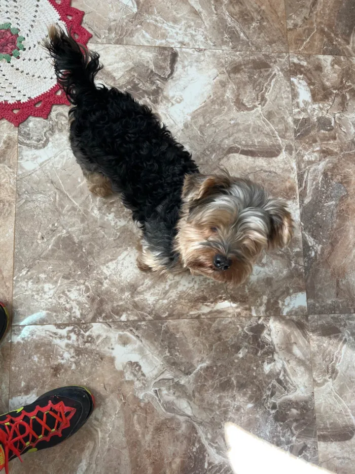 Cachorro ra a Yorkshire idade 6 ou mais anos nome Ozzy