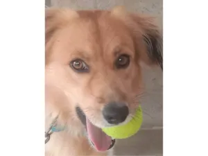 Cachorro raça SRD-ViraLata idade 5 anos nome Aventura 