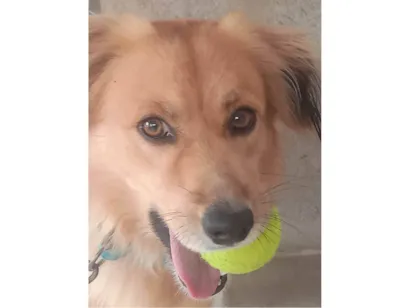 Cachorro raça SRD-ViraLata idade 5 anos nome Aventura 
