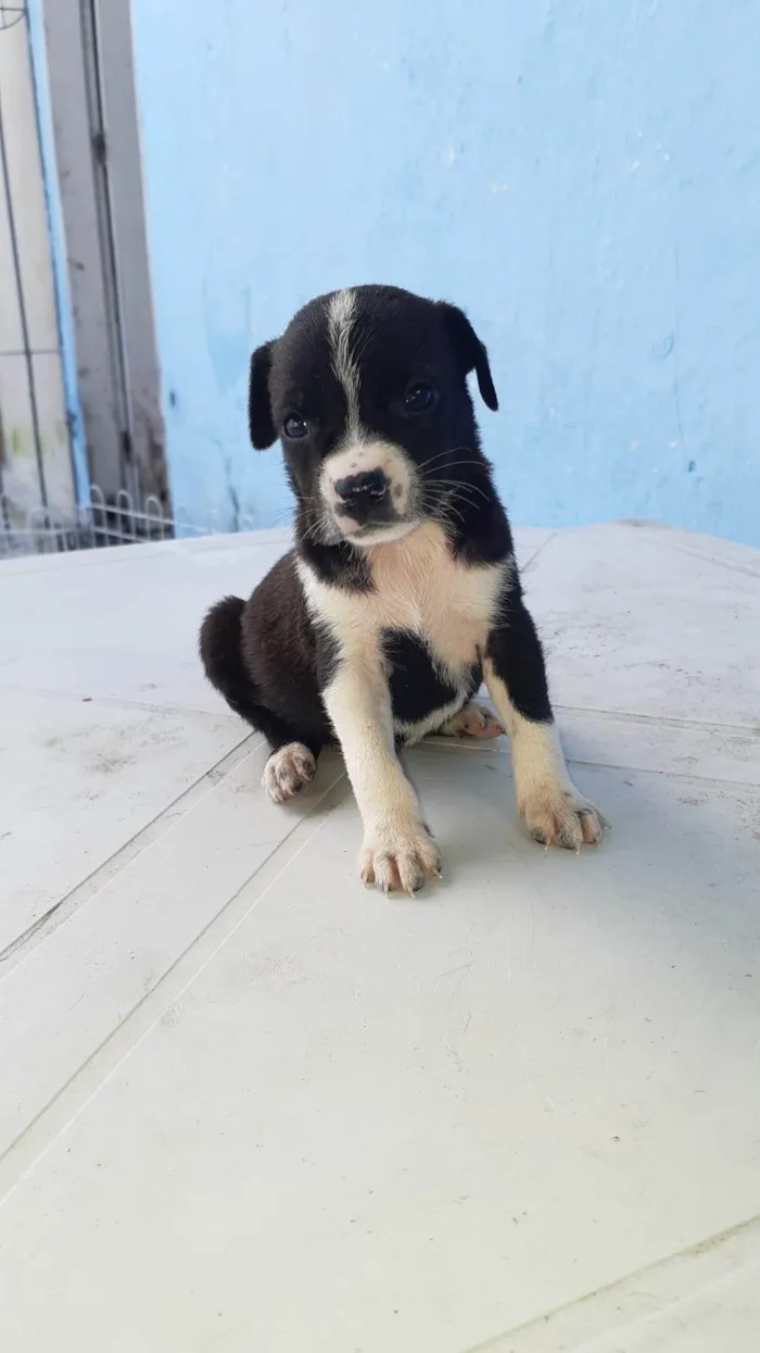 Cachorro ra a SRD-ViraLata idade Abaixo de 2 meses nome Meninas para adoção responsável 