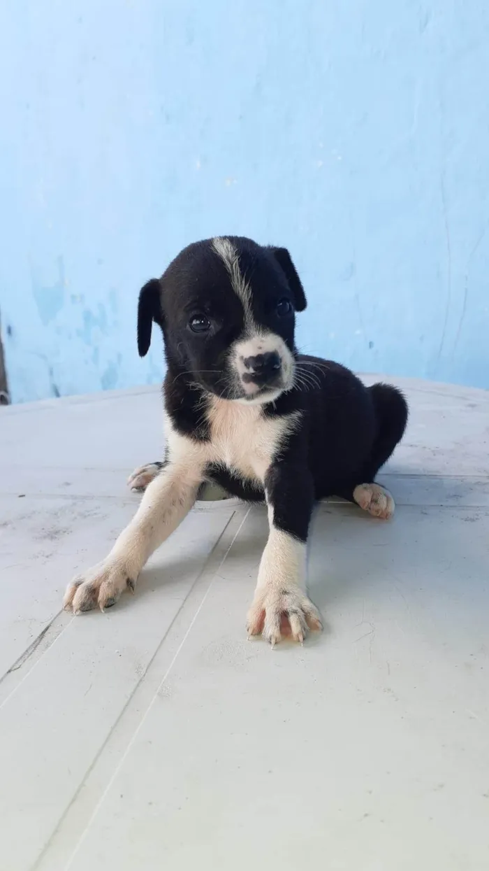 Cachorro ra a SRD-ViraLata idade Abaixo de 2 meses nome Meninas para adoção responsável 