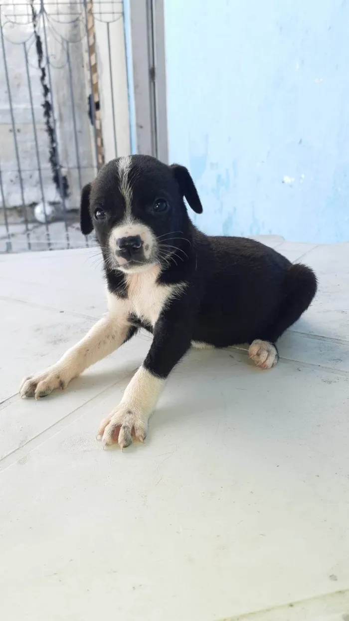 Cachorro ra a SRD-ViraLata idade Abaixo de 2 meses nome Meninas para adoção responsável 