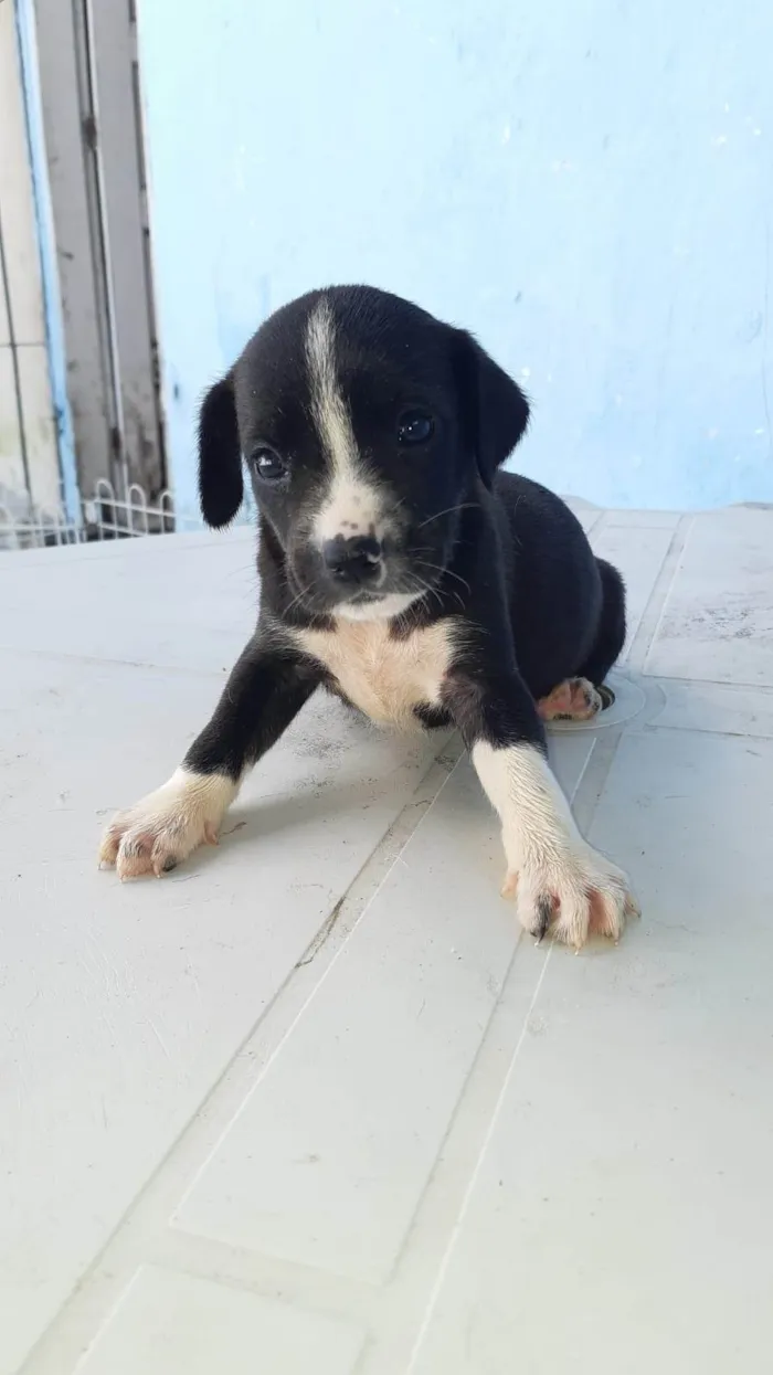 Cachorro ra a SRD-ViraLata idade Abaixo de 2 meses nome Meninas para adoção responsável 