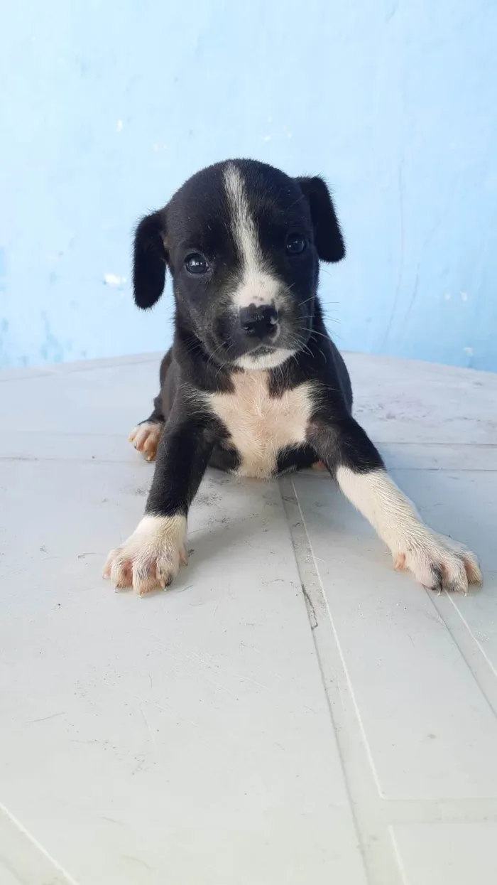 Cachorro ra a SRD-ViraLata idade Abaixo de 2 meses nome Meninas para adoção responsável 