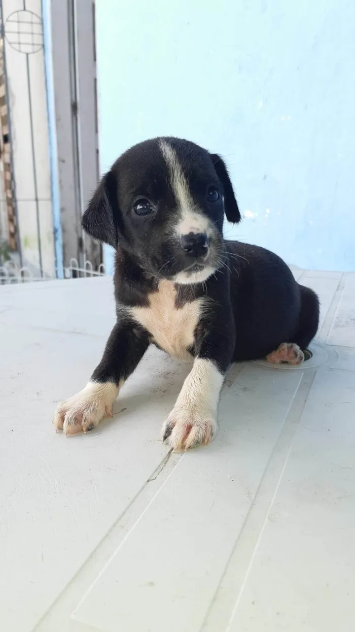 Cachorro ra a SRD-ViraLata idade Abaixo de 2 meses nome Meninas para adoção responsável 