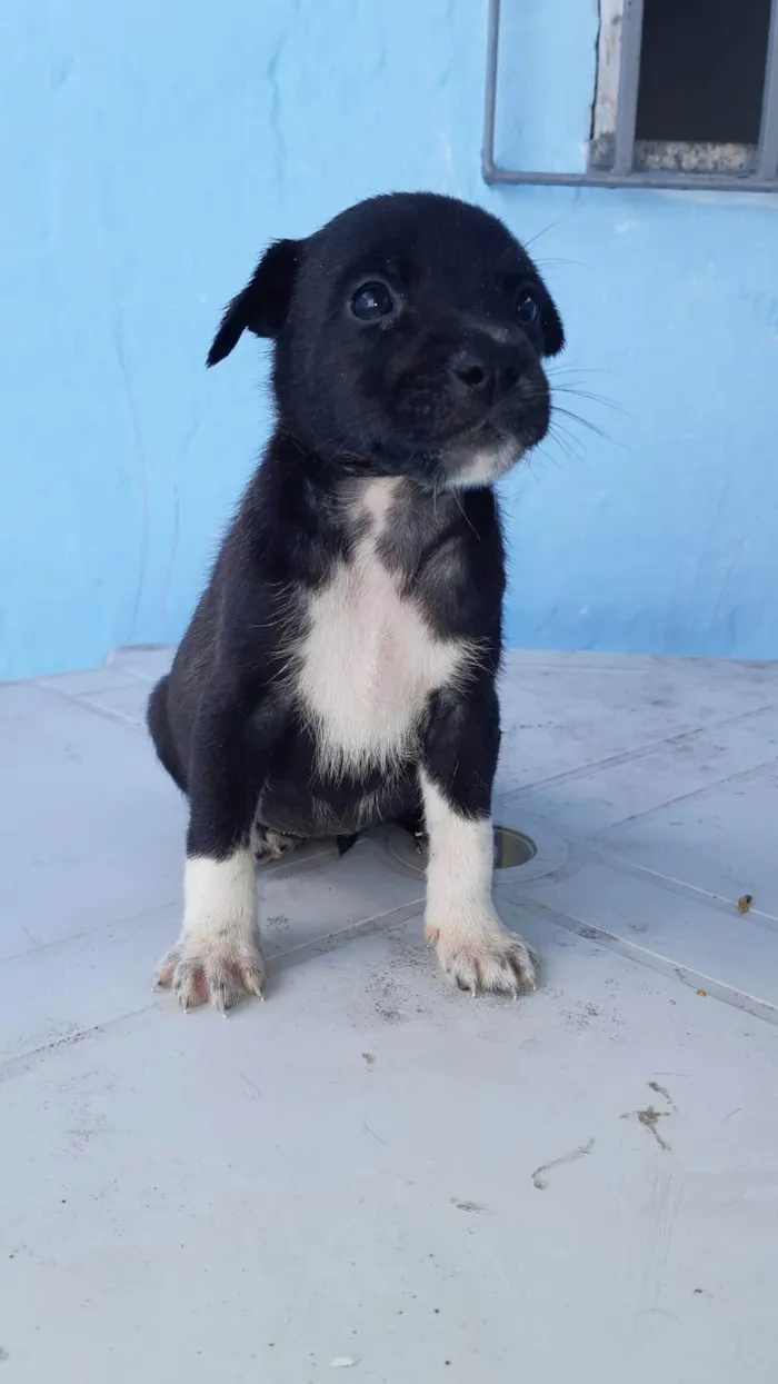 Cachorro ra a SRD-ViraLata idade Abaixo de 2 meses nome Meninas para adoção responsável 