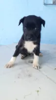 Meninas para adoção responsável