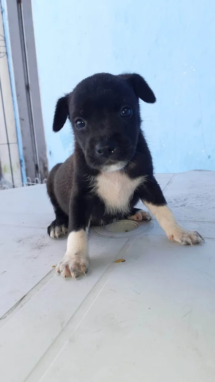 Cachorro ra a SRD-ViraLata idade Abaixo de 2 meses nome Meninas para adoção responsável 