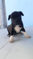 Meninas para adoção responsável