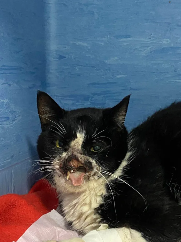 Gato ra a SRD-ViraLata idade 6 ou mais anos nome Thomas