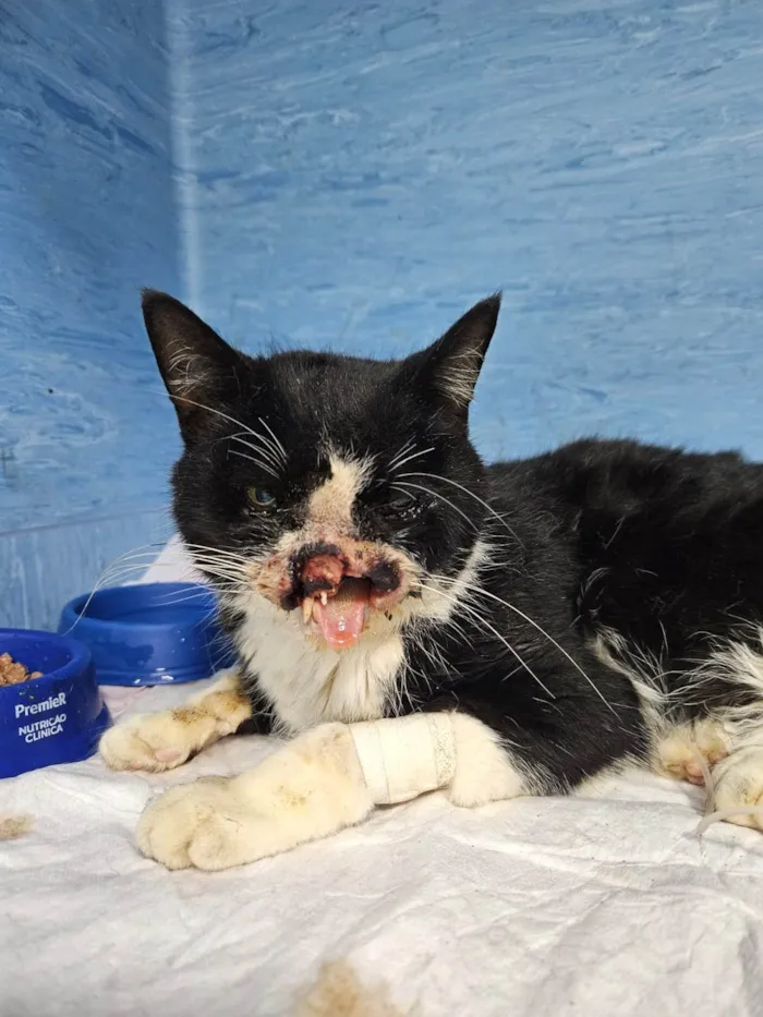 Gato ra a SRD-ViraLata idade 6 ou mais anos nome Thomas