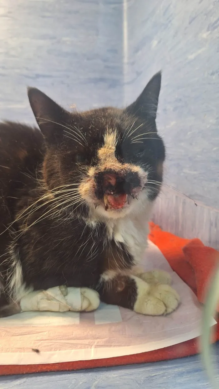 Gato ra a SRD-ViraLata idade 6 ou mais anos nome Thomas