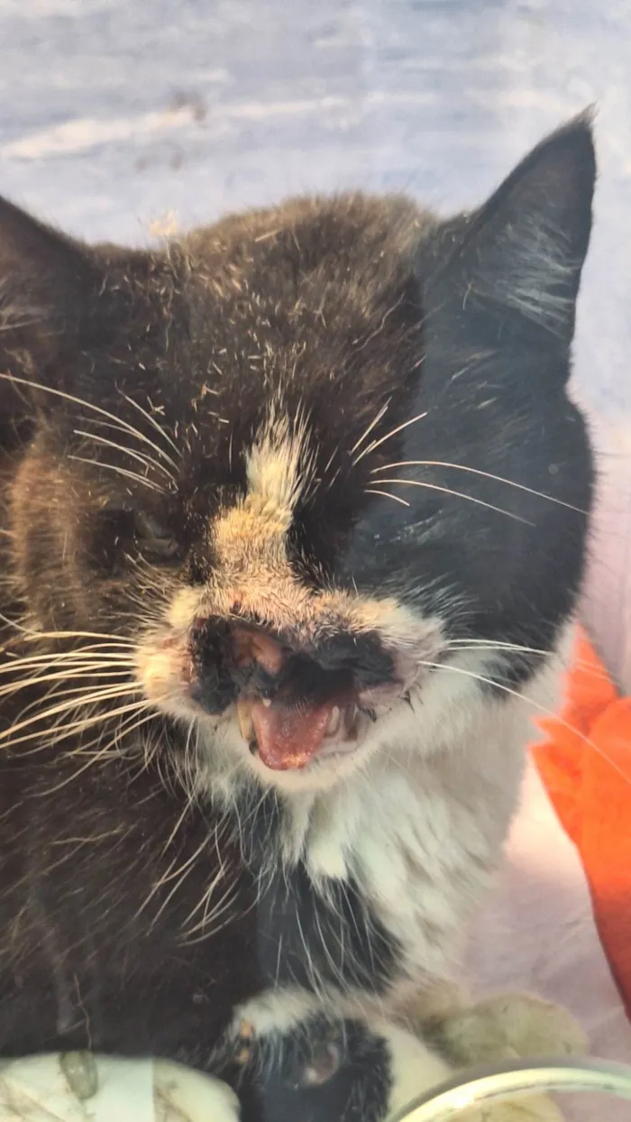 Gato ra a SRD-ViraLata idade 6 ou mais anos nome Thomas