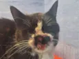 Thomas