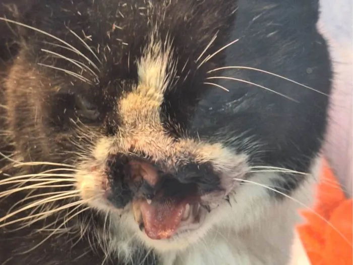 Gato ra a SRD-ViraLata idade 6 ou mais anos nome Thomas