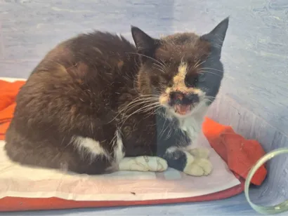 Gato raça SRD-ViraLata idade 6 ou mais anos nome Thomas