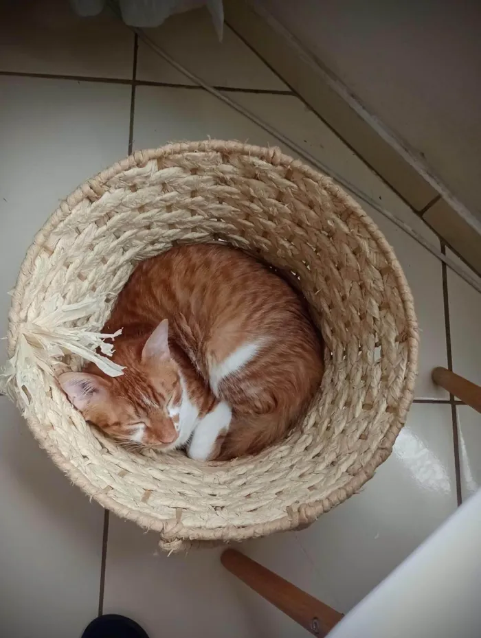 Gato ra a SRD-ViraLata idade 1 ano nome Ruí