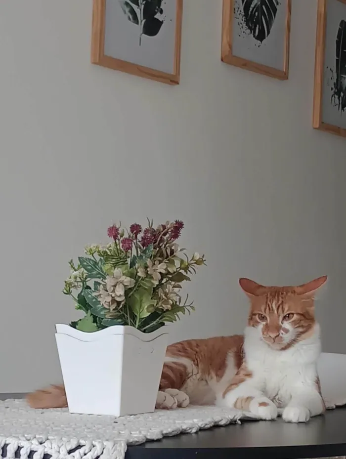 Gato ra a SRD-ViraLata idade 1 ano nome Ruí