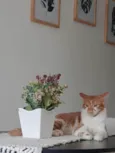 Ruí