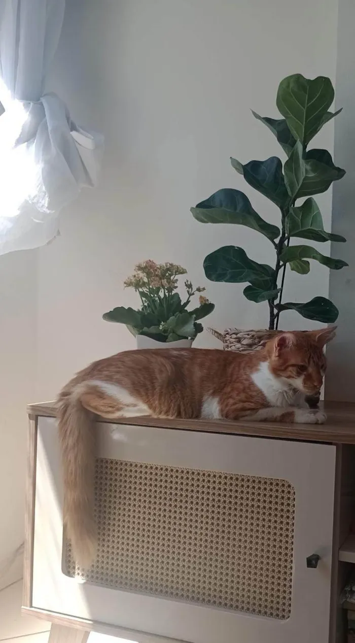 Gato ra a SRD-ViraLata idade 1 ano nome Ruí
