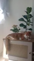 Ruí