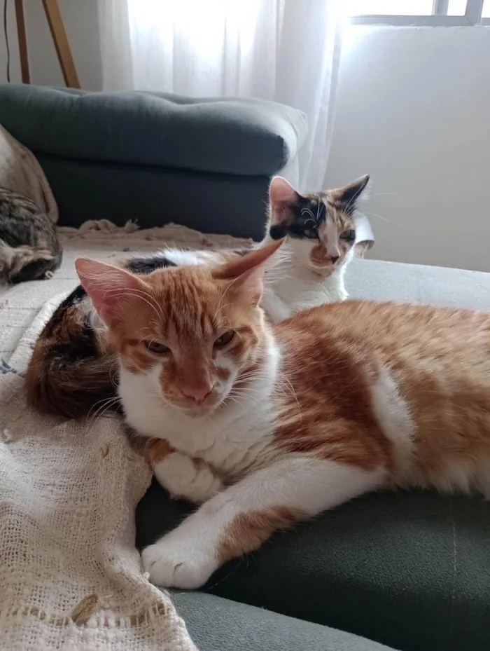 Gato ra a SRD-ViraLata idade 1 ano nome Ruí