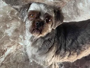 Cachorro raça Shitzu idade 5 anos nome Iron